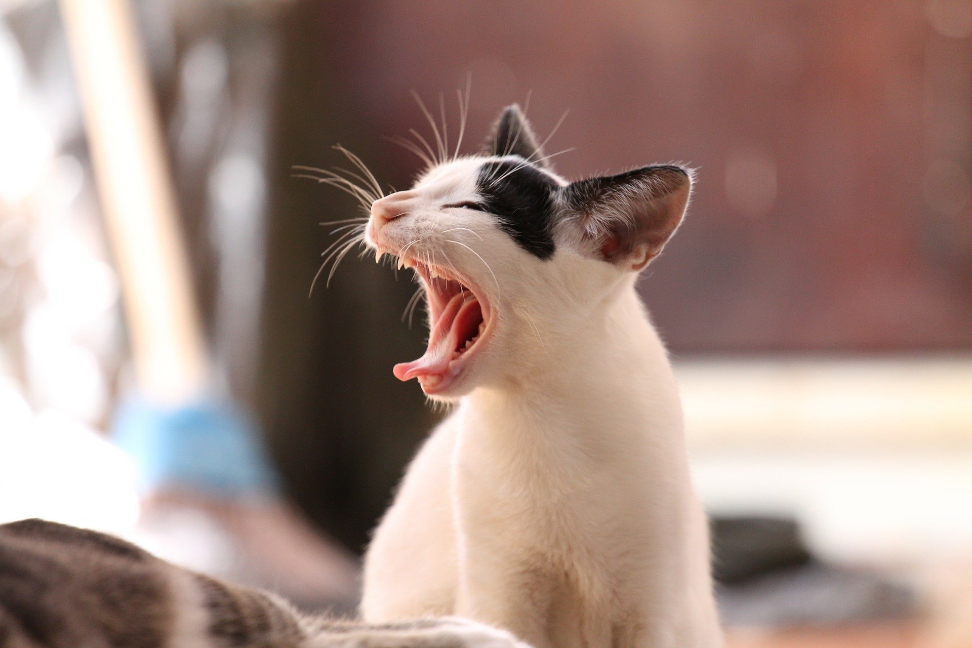 A relaxed cat stretches its mouth in a yawn