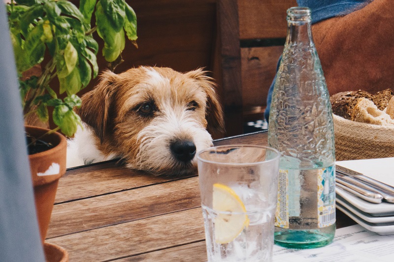 A dog sitting at a table with a bottle of water and a plate of food