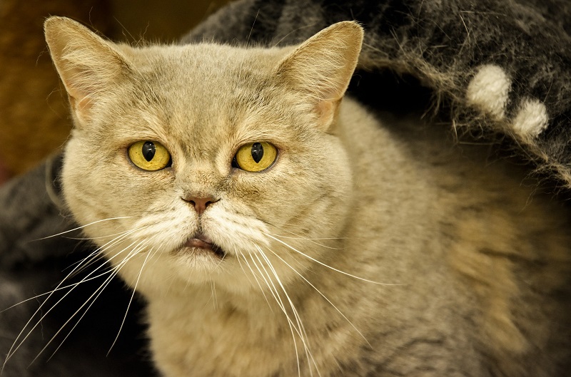 A gray cat with striking yellow eyes sits comfortably wrapped in a soft blanket
