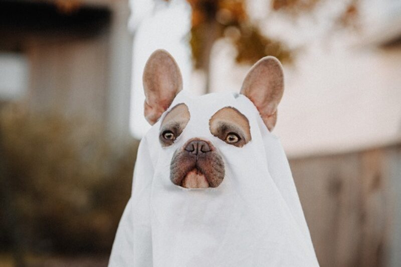 A playful dog wearing a white ghost costume
