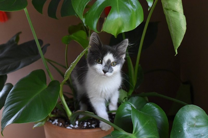 A playful kitten stands in a potted plant, surrounded by green leaves and soil