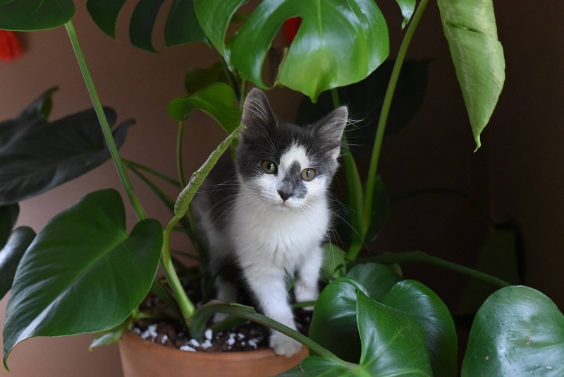 A playful kitten stands in a potted plant, surrounded by green leaves and soil