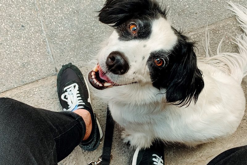 A dog comfortably sitting on a person's leg