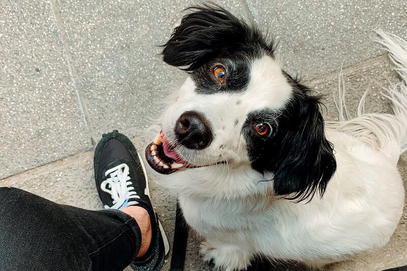A dog comfortably sitting on a person's leg