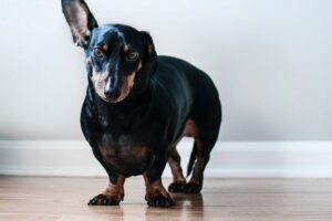A black and tan dog with short legs stands on a hardwood floor