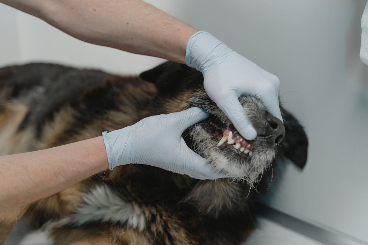 A gloved hand holds a dog's mouth open, showcasing the dog's teeth and the need for periodontal disease awareness