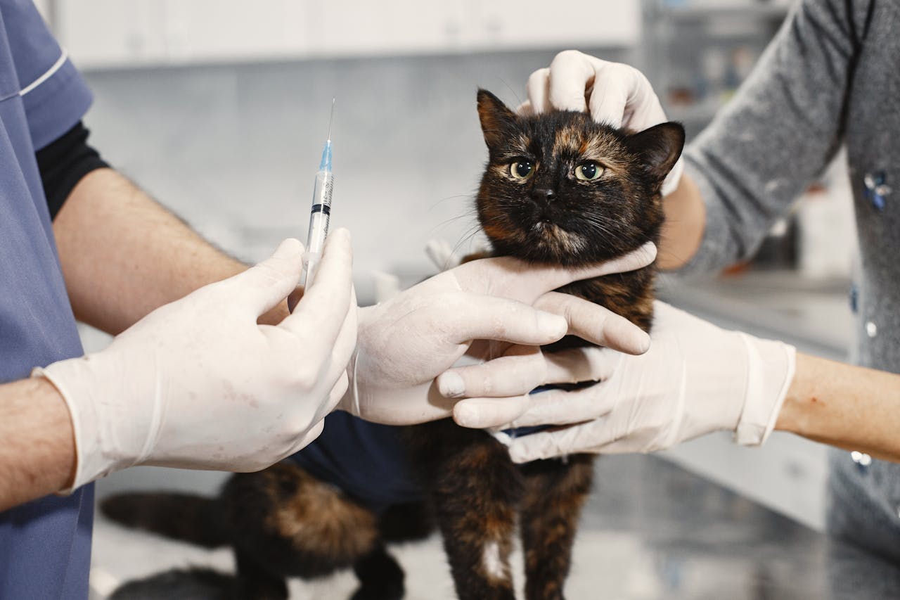 A veterinarian examining a cat during a routine check-up in a veterinary clinic