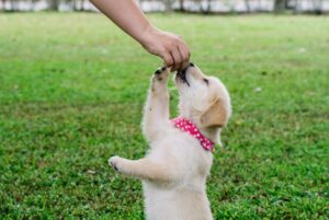 A person training a puppy, reaching up to it while both are in a grassy area