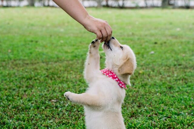 A person training a puppy, reaching up to it while both are in a grassy area