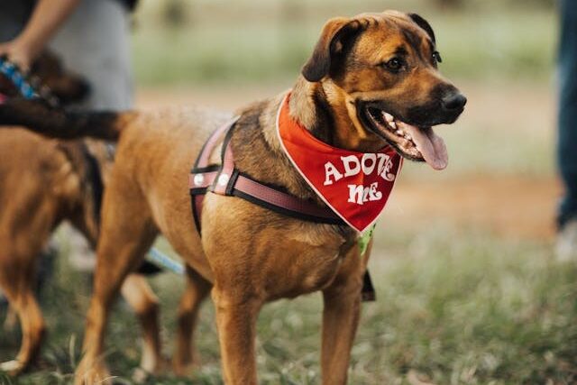 A dog with a red bandana around its neck, looking playful and friendly
