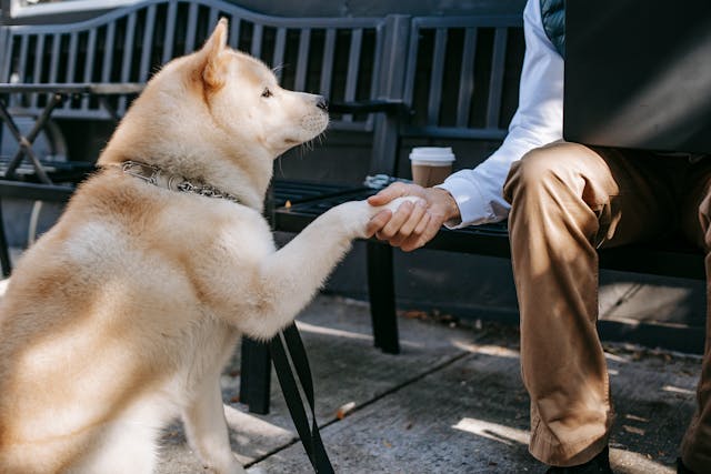 A man and a dog engaging in a friendly handshake