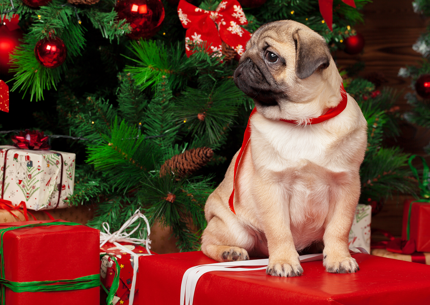 A dog on a red box, with wrapped gifts placed under a sparkling Christmas tree in a cozy holiday setting.