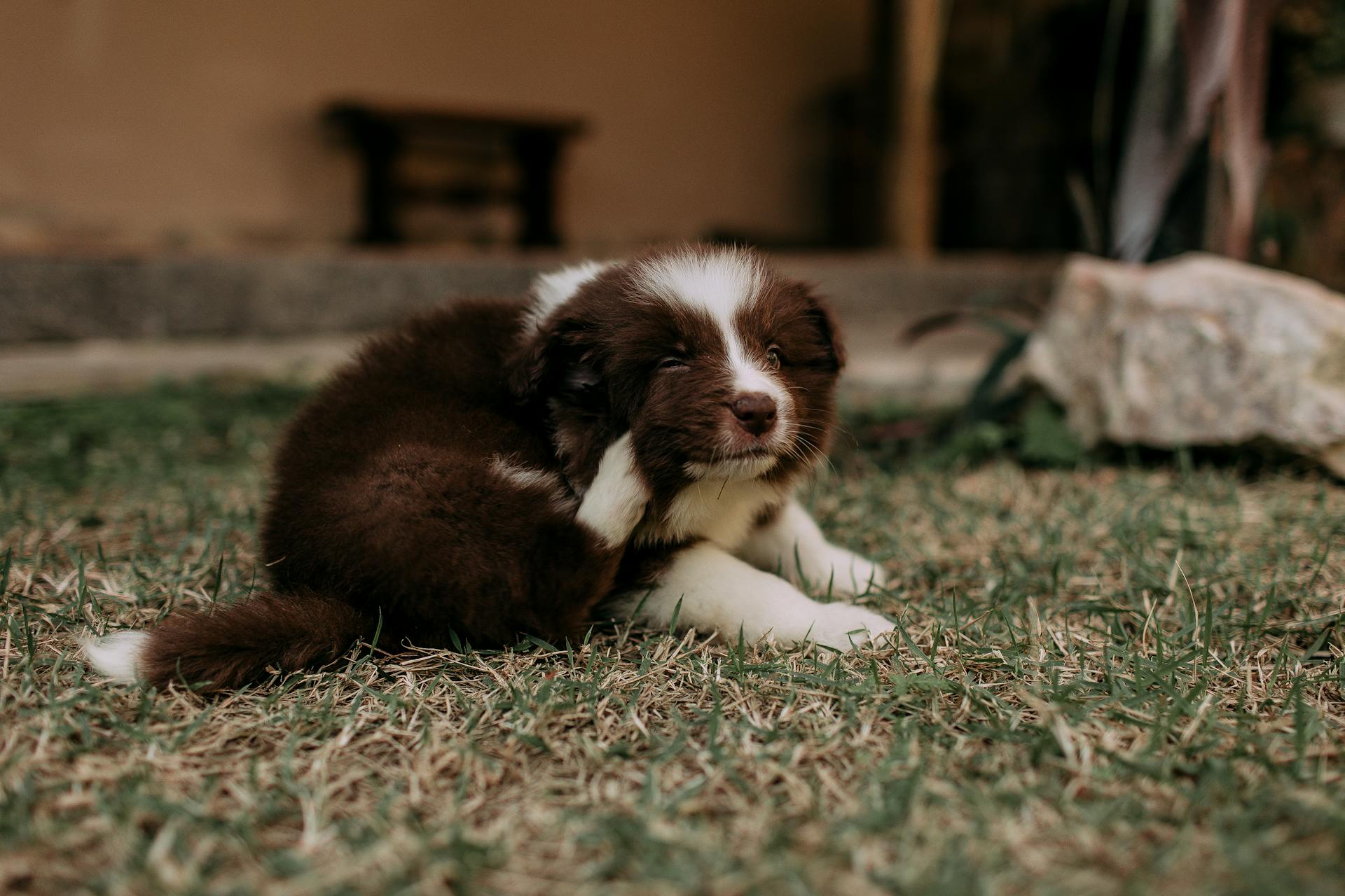Flea and Tick Prevention for Dogs and Cats: A Simple Guide for Pet Owners