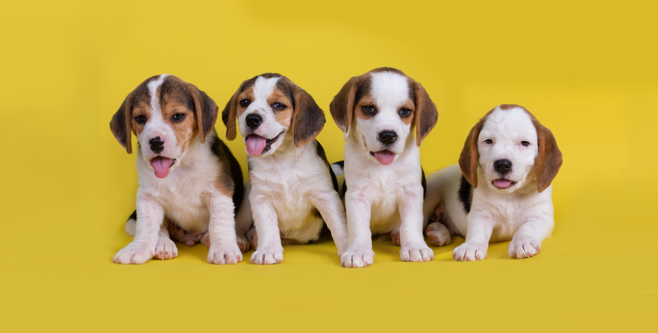 Why Spaying and Neutering Matters: Health, Behavior, and Population Control