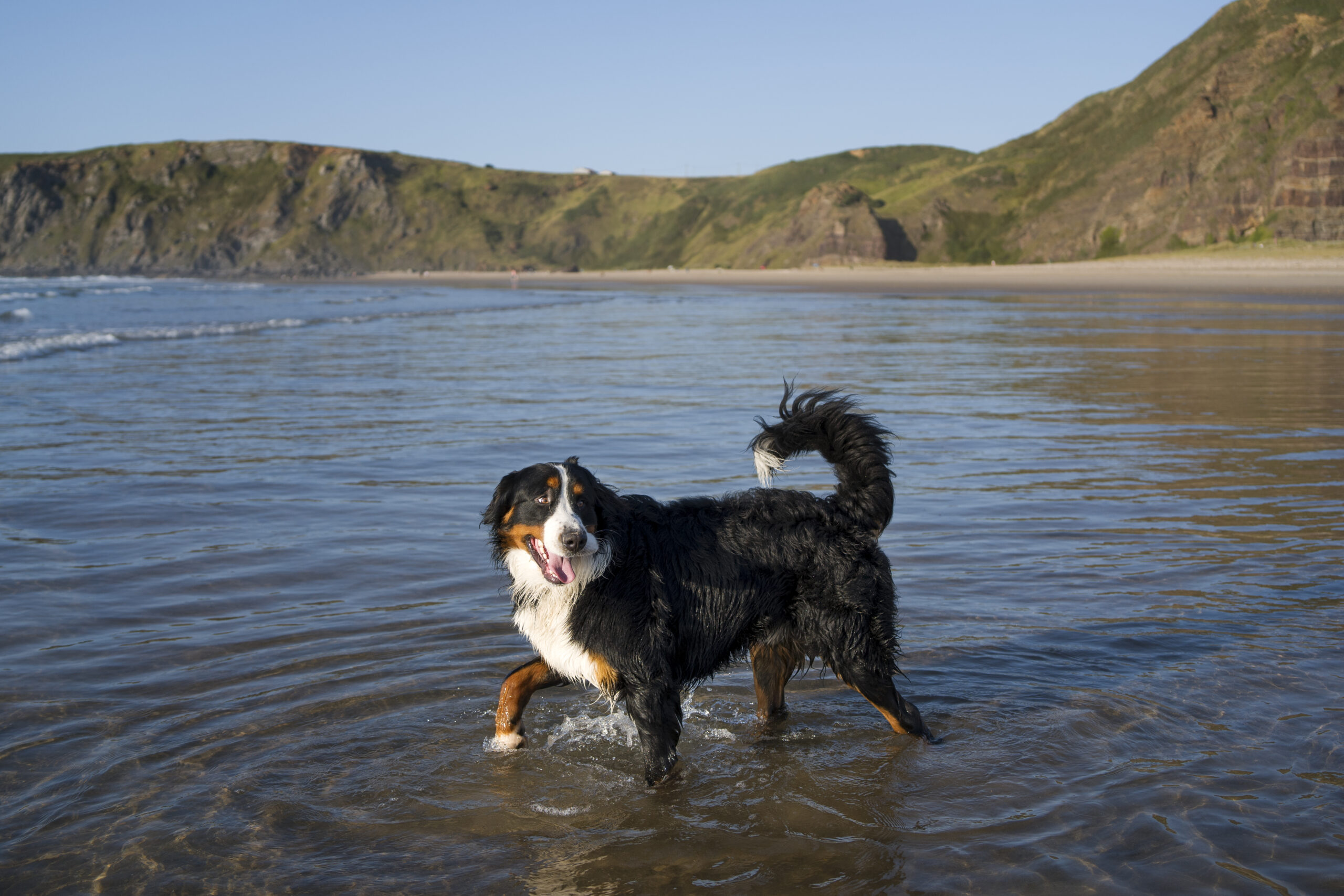 Summer Pet Safety: Keeping Your Pets Safe During the Hottest Months