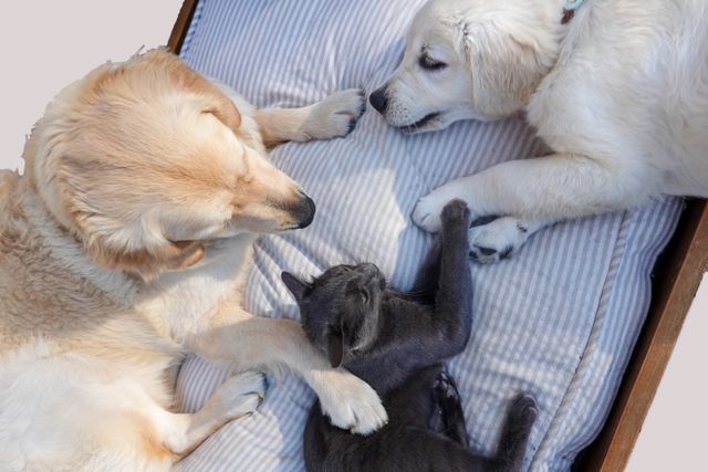 Cat and Dog Boarding at Belle Isle Animal Hospital