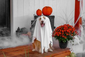 Dog in ghost costume with Halloween decorations, emphasizing pet safety