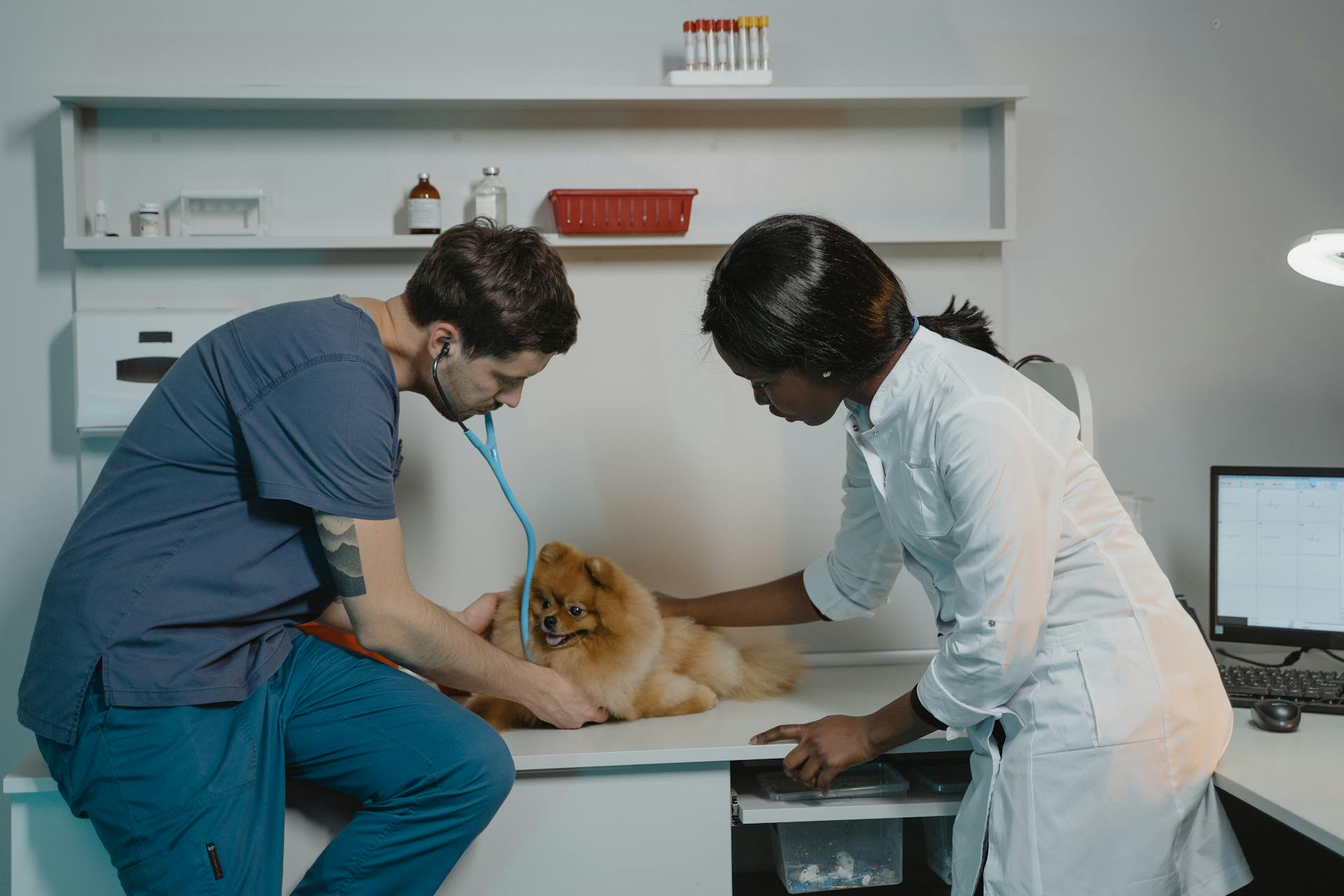 Pancreatitis in Pets: What You Need to Know This Holiday Season