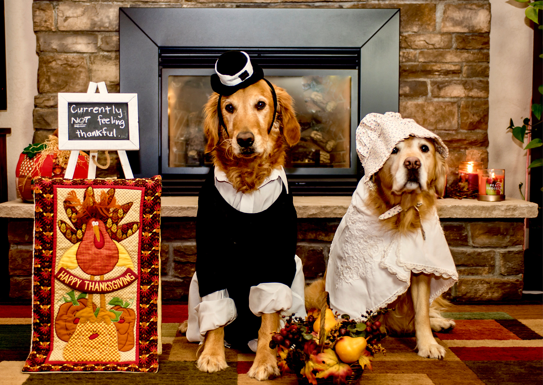 Thanksgiving Pet Safety: Keeping Your Pets Happy and Healthy This Holiday