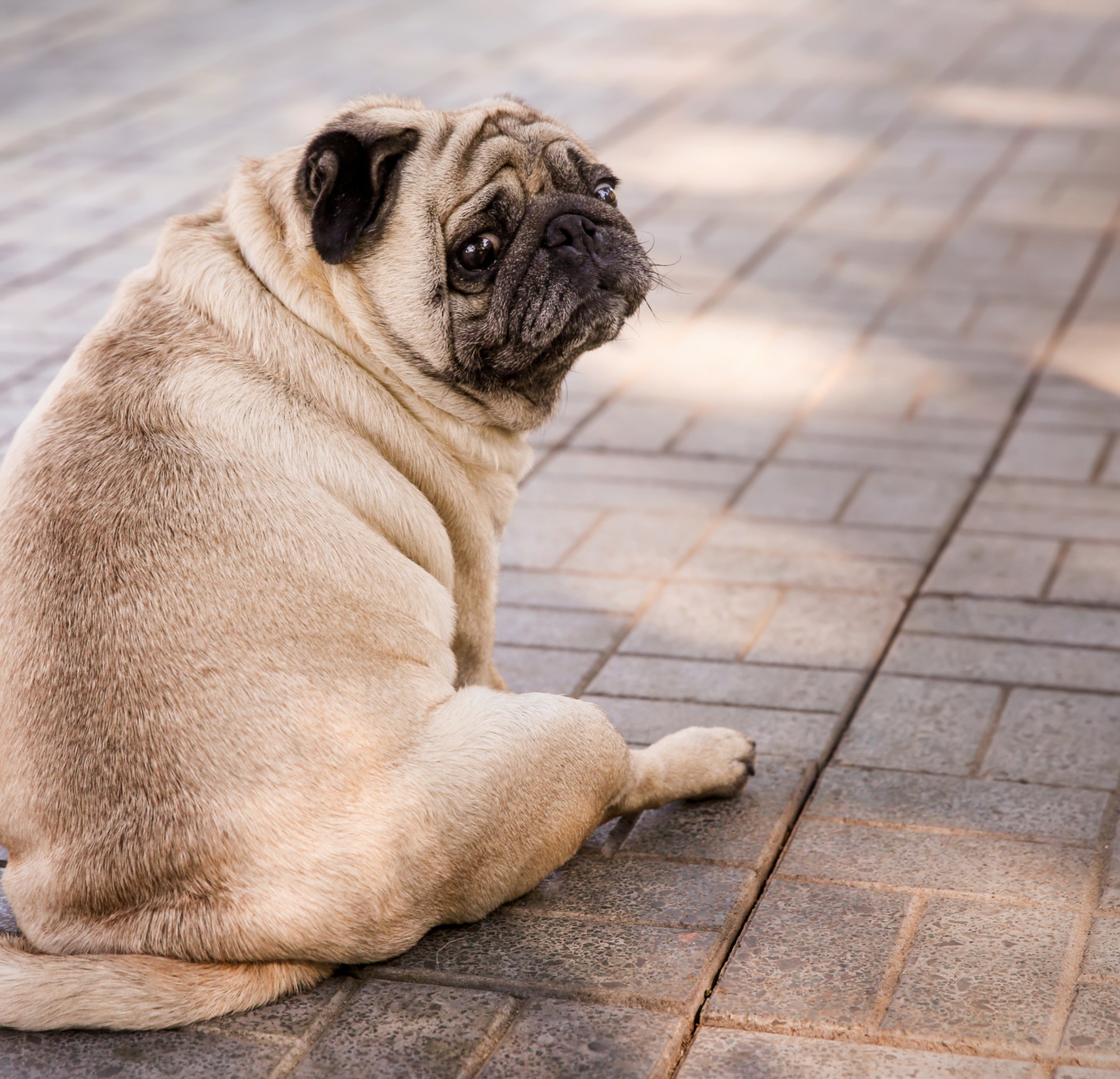Understanding Diarrhea in Pets: When to Worry and How to Help