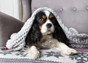 A dog covered with a blanket, relaxing on a couch.