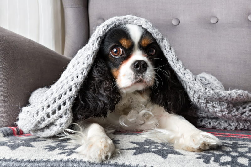 A dog covered with a blanket, relaxing on a couch.