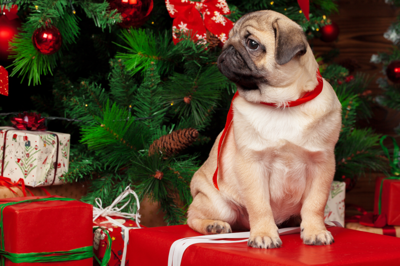 A dog on a red box, with wrapped gifts placed under a sparkling Christmas tree in a cozy holiday setting.