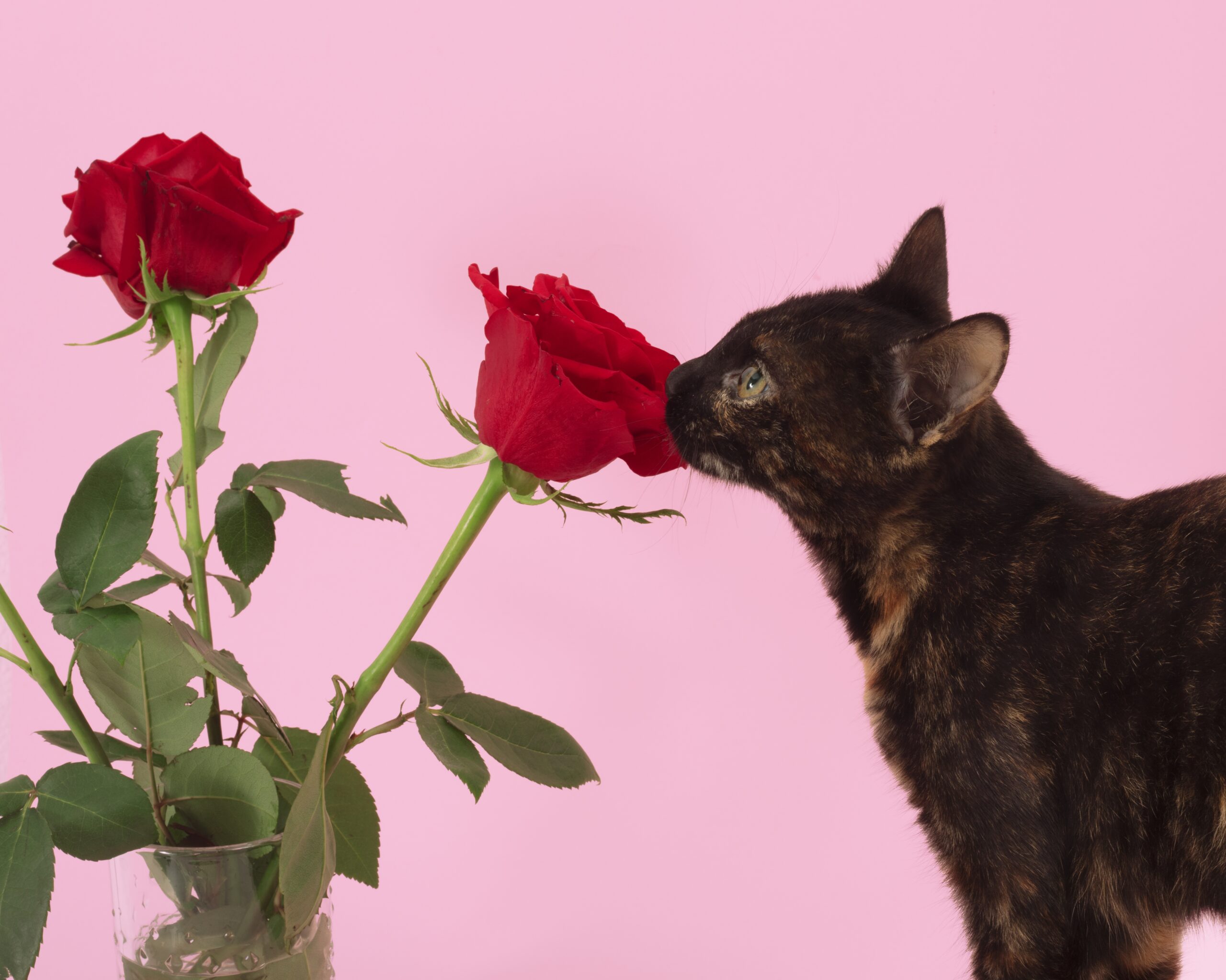 Valentine’s Day Safety Tips for Pets
