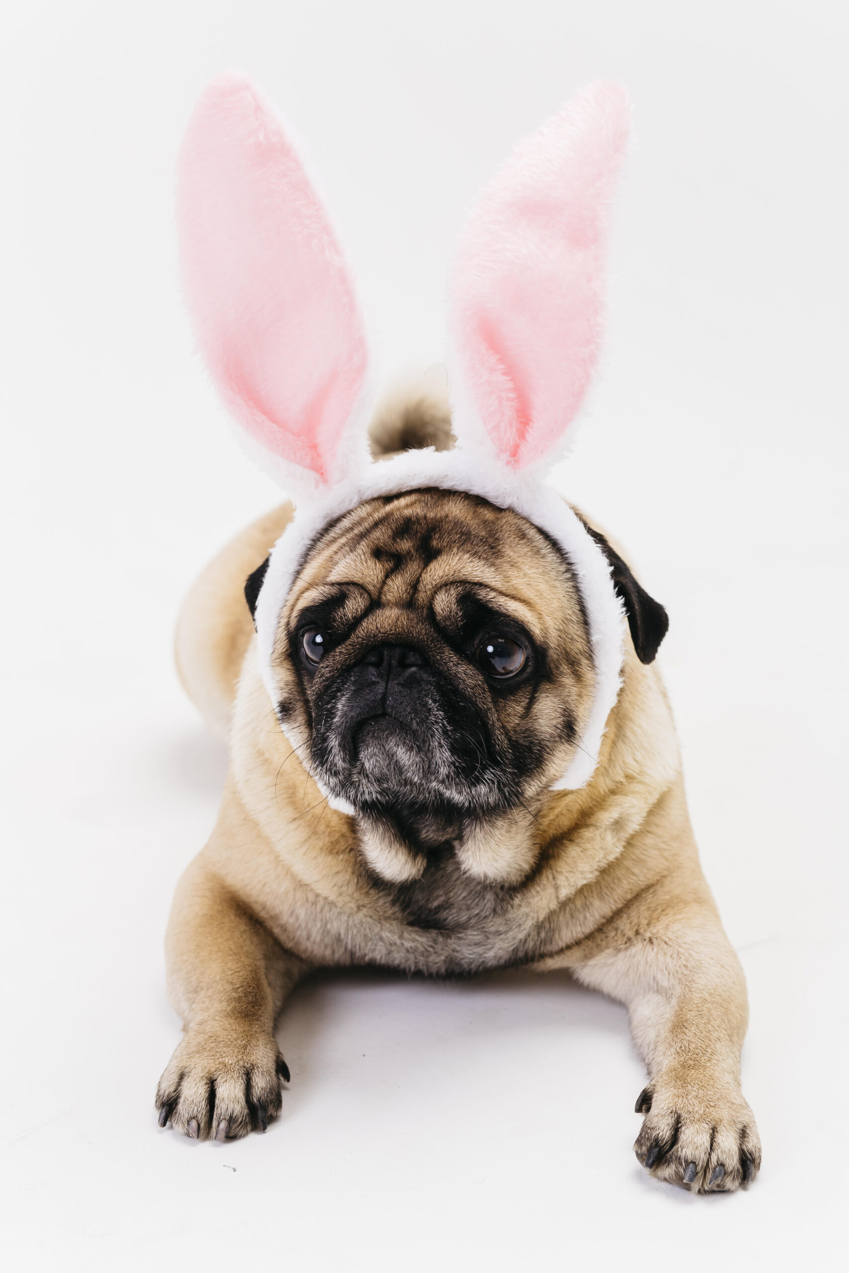 Easter Safety Tips for Pet Owners