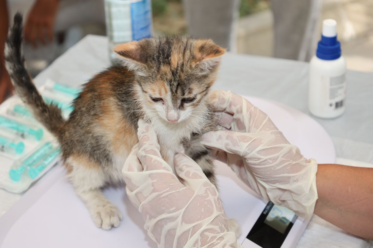 August Is Vaccine Awareness Month: Protecting Your Pet Through Prevention