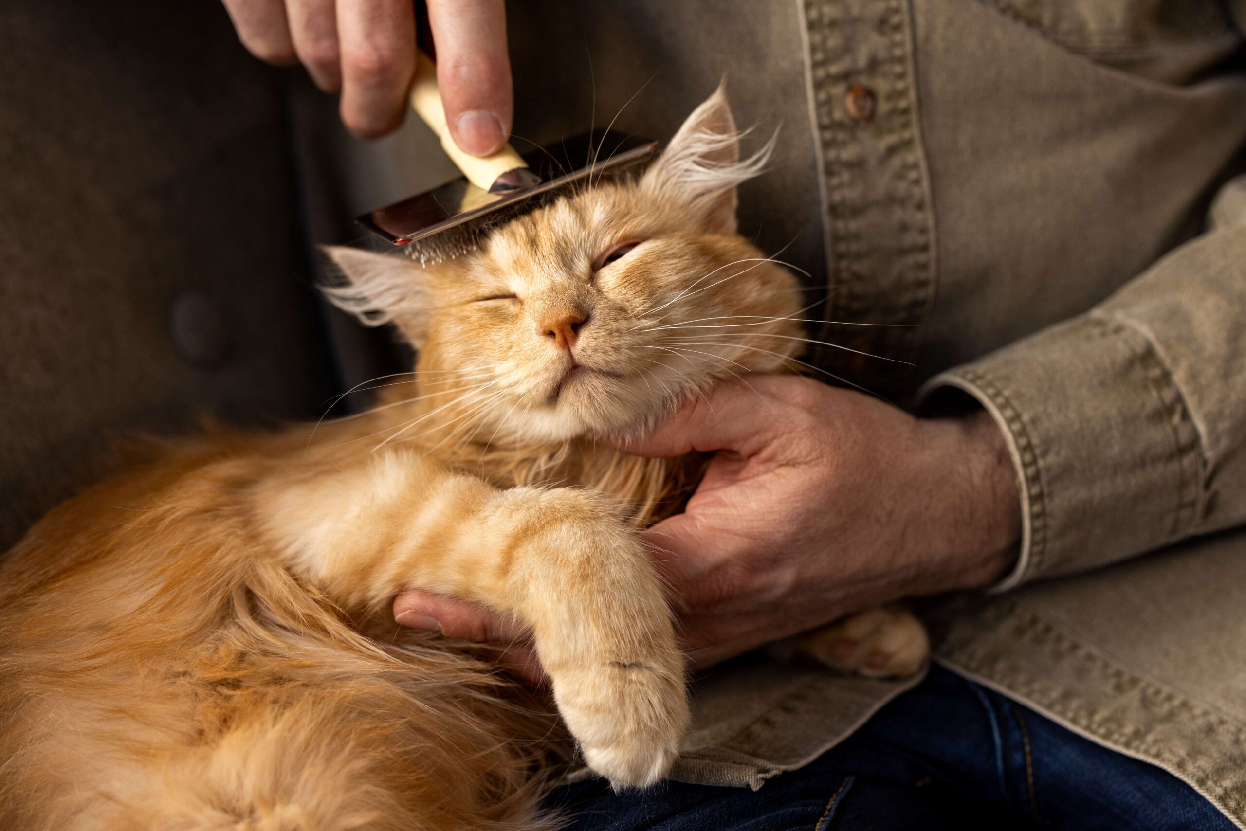 Pet Grooming 101: More Than Just Looking Good